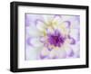 USA, Oregon, Canby, Clackamas County. Macro of a dahlia variety.-Julie Eggers-Framed Photographic Print