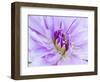 USA, Oregon, Canby, Clackamas County. Macro of a dahlia variety.-Julie Eggers-Framed Photographic Print