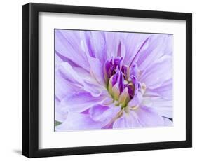 USA, Oregon, Canby, Clackamas County. Macro of a dahlia variety.-Julie Eggers-Framed Photographic Print