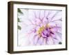 USA, Oregon, Canby, Clackamas County. Macro of a dahlia variety.-Julie Eggers-Framed Photographic Print