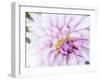 USA, Oregon, Canby, Clackamas County. Macro of a dahlia variety.-Julie Eggers-Framed Photographic Print