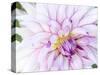 USA, Oregon, Canby, Clackamas County. Macro of a dahlia variety.-Julie Eggers-Stretched Canvas