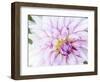 USA, Oregon, Canby, Clackamas County. Macro of a dahlia variety.-Julie Eggers-Framed Photographic Print