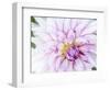 USA, Oregon, Canby, Clackamas County. Macro of a dahlia variety.-Julie Eggers-Framed Photographic Print