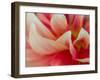 USA, Oregon, Canby, Clackamas County. Macro of a dahlia variety.-Julie Eggers-Framed Photographic Print