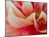 USA, Oregon, Canby, Clackamas County. Macro of a dahlia variety.-Julie Eggers-Mounted Photographic Print