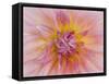 USA, Oregon, Canby, Clackamas County. Macro of a dahlia variety.-Julie Eggers-Framed Stretched Canvas