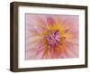 USA, Oregon, Canby, Clackamas County. Macro of a dahlia variety.-Julie Eggers-Framed Photographic Print