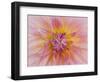 USA, Oregon, Canby, Clackamas County. Macro of a dahlia variety.-Julie Eggers-Framed Photographic Print