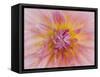 USA, Oregon, Canby, Clackamas County. Macro of a dahlia variety.-Julie Eggers-Framed Stretched Canvas