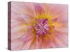 USA, Oregon, Canby, Clackamas County. Macro of a dahlia variety.-Julie Eggers-Stretched Canvas