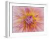 USA, Oregon, Canby, Clackamas County. Macro of a dahlia variety.-Julie Eggers-Framed Photographic Print