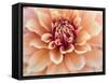 USA, Oregon, Canby, Clackamas County. Macro of a dahlia variety.-Julie Eggers-Framed Stretched Canvas