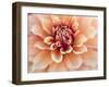 USA, Oregon, Canby, Clackamas County. Macro of a dahlia variety.-Julie Eggers-Framed Photographic Print