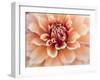 USA, Oregon, Canby, Clackamas County. Macro of a dahlia variety.-Julie Eggers-Framed Photographic Print