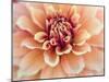 USA, Oregon, Canby, Clackamas County. Macro of a dahlia variety.-Julie Eggers-Mounted Photographic Print