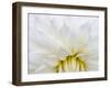 USA, Oregon, Canby, Clackamas County. Macro of a dahlia variety.-Julie Eggers-Framed Photographic Print