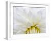 USA, Oregon, Canby, Clackamas County. Macro of a dahlia variety.-Julie Eggers-Framed Photographic Print