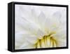 USA, Oregon, Canby, Clackamas County. Macro of a dahlia variety.-Julie Eggers-Framed Stretched Canvas