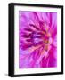 USA, Oregon, Canby, Clackamas County. Macro of a dahlia variety.-Julie Eggers-Framed Photographic Print