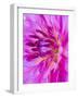 USA, Oregon, Canby, Clackamas County. Macro of a dahlia variety.-Julie Eggers-Framed Photographic Print