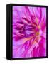 USA, Oregon, Canby, Clackamas County. Macro of a dahlia variety.-Julie Eggers-Framed Stretched Canvas