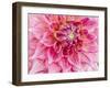 USA, Oregon, Canby, Clackamas County. Macro of a dahlia variety.-Julie Eggers-Framed Photographic Print