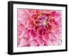 USA, Oregon, Canby, Clackamas County. Macro of a dahlia variety.-Julie Eggers-Framed Photographic Print