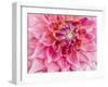 USA, Oregon, Canby, Clackamas County. Macro of a dahlia variety.-Julie Eggers-Framed Photographic Print