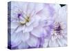 USA, Oregon, Canby, Clackamas County. Macro of a dahlia variety.-Julie Eggers-Stretched Canvas