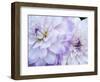 USA, Oregon, Canby, Clackamas County. Macro of a dahlia variety.-Julie Eggers-Framed Photographic Print