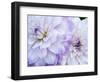 USA, Oregon, Canby, Clackamas County. Macro of a dahlia variety.-Julie Eggers-Framed Photographic Print