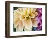 USA, Oregon, Canby, Clackamas County. Macro of a dahlia variety.-Julie Eggers-Framed Photographic Print