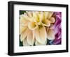 USA, Oregon, Canby, Clackamas County. Macro of a dahlia variety.-Julie Eggers-Framed Photographic Print