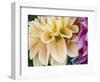 USA, Oregon, Canby, Clackamas County. Macro of a dahlia variety.-Julie Eggers-Framed Photographic Print