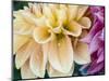 USA, Oregon, Canby, Clackamas County. Macro of a dahlia variety.-Julie Eggers-Mounted Photographic Print