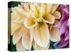 USA, Oregon, Canby, Clackamas County. Macro of a dahlia variety.-Julie Eggers-Stretched Canvas