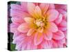 USA, Oregon, Canby, Clackamas County. Macro of a dahlia variety.-Julie Eggers-Stretched Canvas