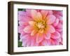 USA, Oregon, Canby, Clackamas County. Macro of a dahlia variety.-Julie Eggers-Framed Photographic Print