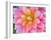 USA, Oregon, Canby, Clackamas County. Macro of a dahlia variety.-Julie Eggers-Framed Photographic Print