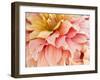 USA, Oregon, Canby, Clackamas County. Macro of a dahlia variety.-Julie Eggers-Framed Photographic Print