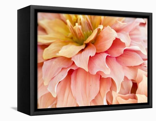 USA, Oregon, Canby, Clackamas County. Macro of a dahlia variety.-Julie Eggers-Framed Stretched Canvas