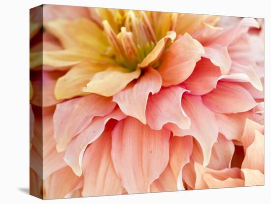 USA, Oregon, Canby, Clackamas County. Macro of a dahlia variety.-Julie Eggers-Stretched Canvas