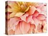 USA, Oregon, Canby, Clackamas County. Macro of a dahlia variety.-Julie Eggers-Stretched Canvas