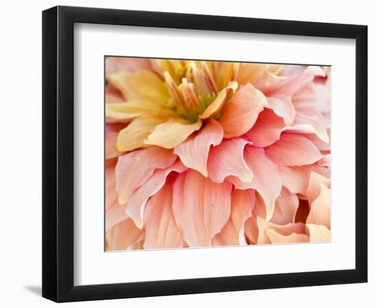 USA, Oregon, Canby, Clackamas County. Macro of a dahlia variety.-Julie Eggers-Framed Photographic Print