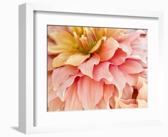 USA, Oregon, Canby, Clackamas County. Macro of a dahlia variety.-Julie Eggers-Framed Photographic Print