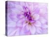 USA, Oregon, Canby, Clackamas County. Macro of a dahlia variety.-Julie Eggers-Stretched Canvas