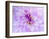 USA, Oregon, Canby, Clackamas County. Macro of a dahlia variety.-Julie Eggers-Framed Photographic Print