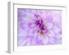 USA, Oregon, Canby, Clackamas County. Macro of a dahlia variety.-Julie Eggers-Framed Photographic Print