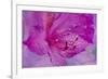 USA, Oregon, Cannon Beach, Flower-Hollice Looney-Framed Premium Photographic Print